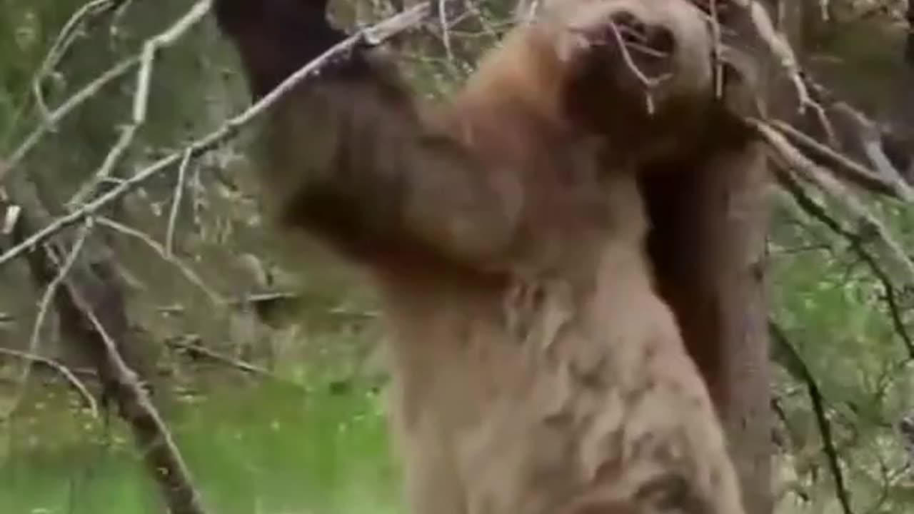 Funny bear dancing by the tree trunk