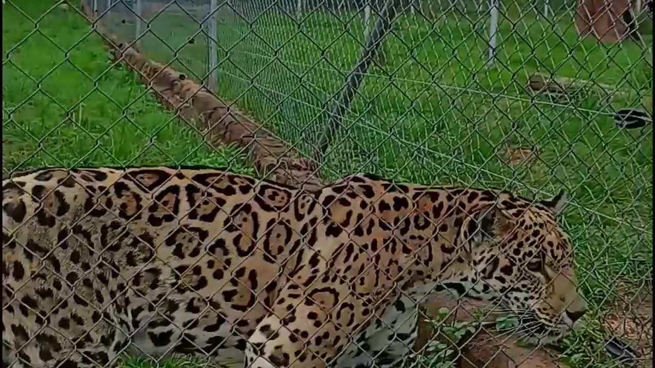 Leopard or Jaguar?