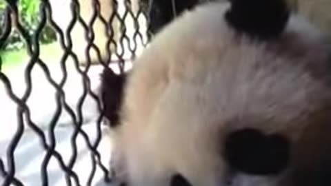 Bao Bao and Mei Xiang Enjoy a Fruitsicle on a Summer Day