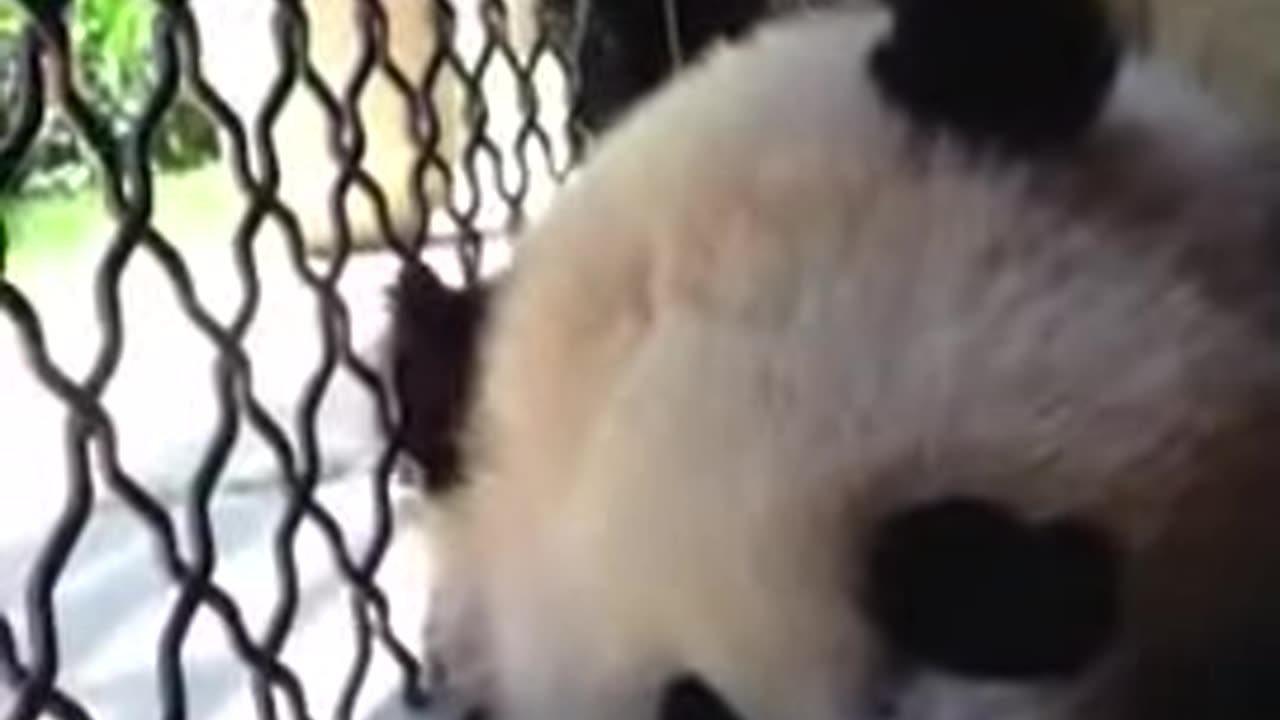 Bao Bao and Mei Xiang Enjoy a Fruitsicle on a Summer Day
