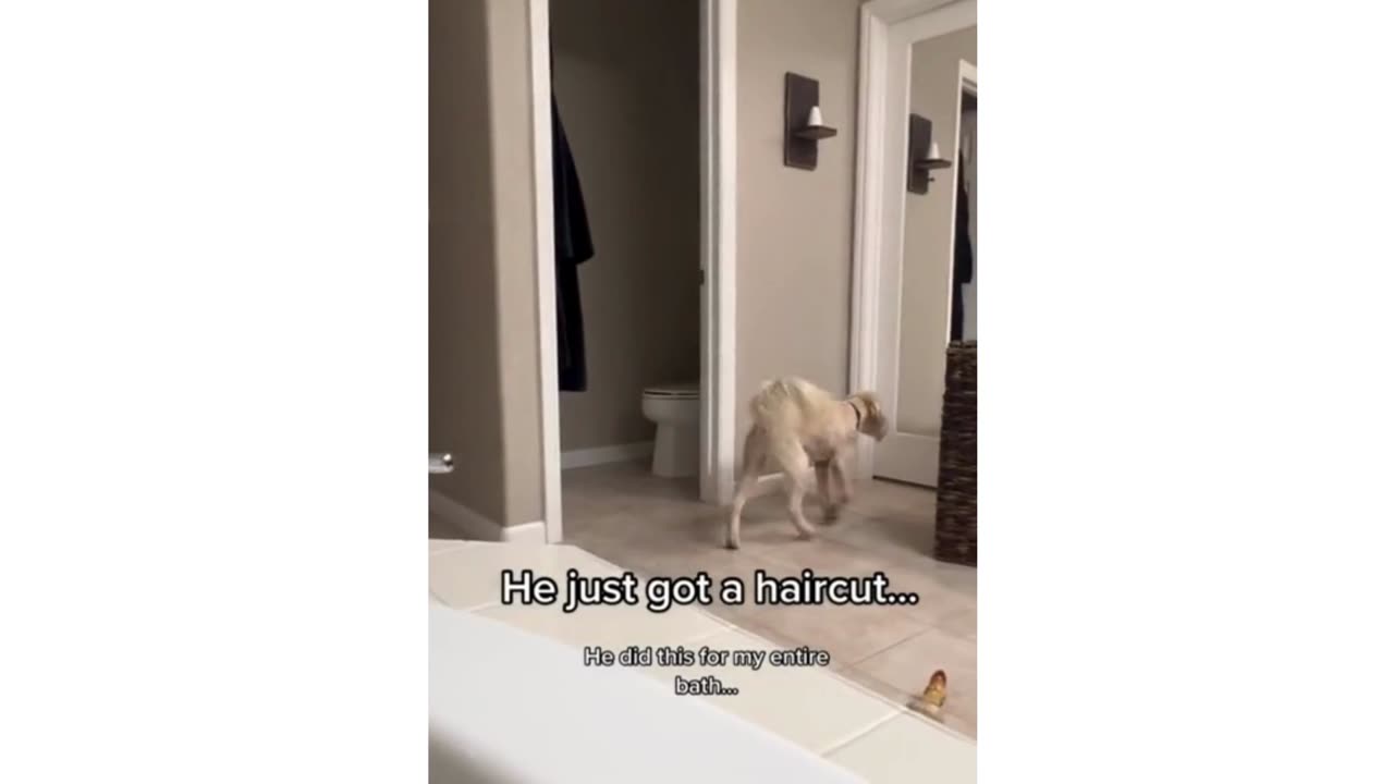 Video's to make you smile. Laugh out loud.