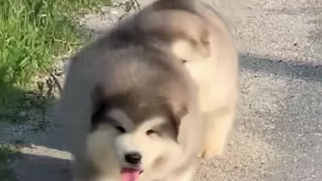 Run, bro