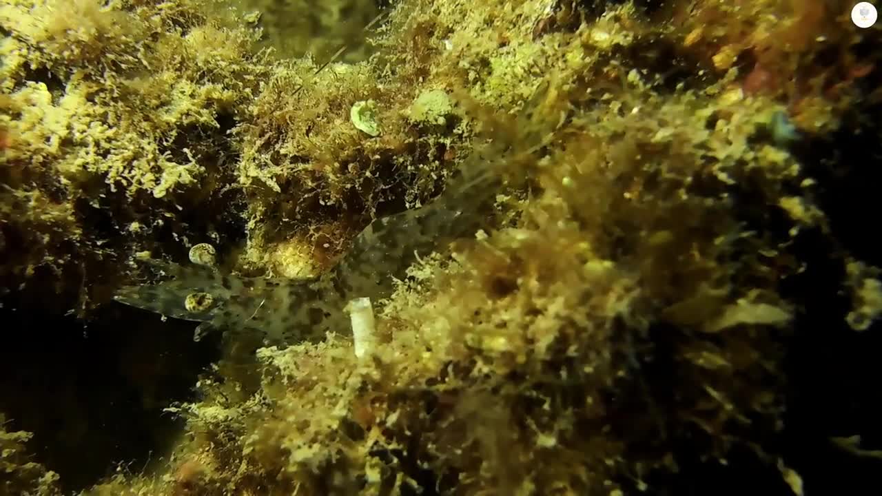 4K Underwater Marine Life UHD Video