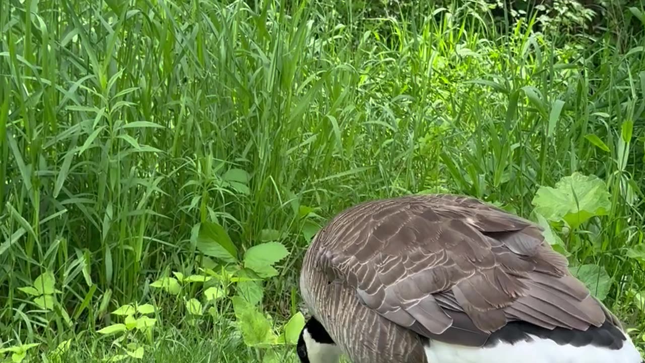 Goose