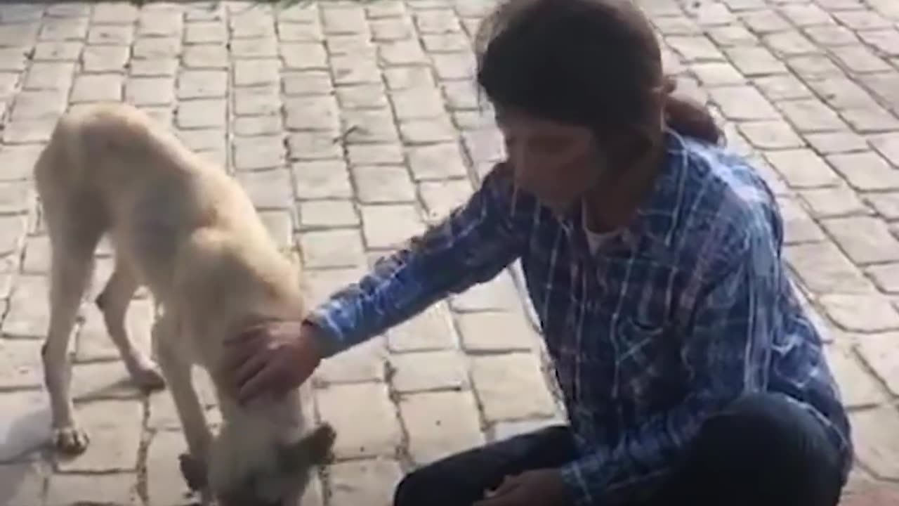 Woman Gives Up Everything To Save All The Stray Dogs | The Dodo