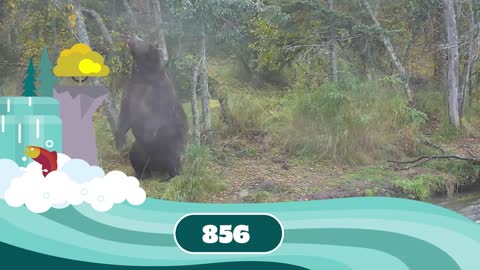 Fat Bear Week Contenders 2022 | Who Has Your Vote?