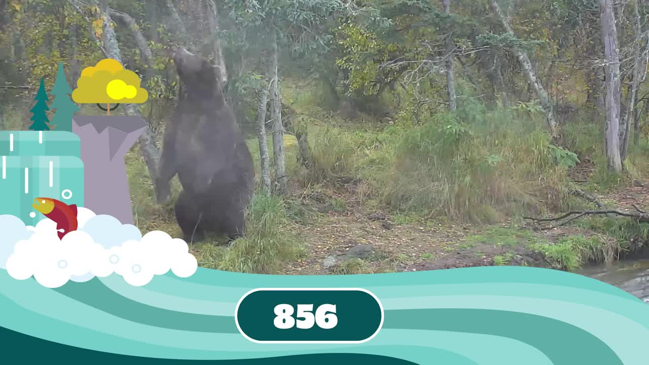 Fat Bear Week Contenders 2022 | Who Has Your Vote?