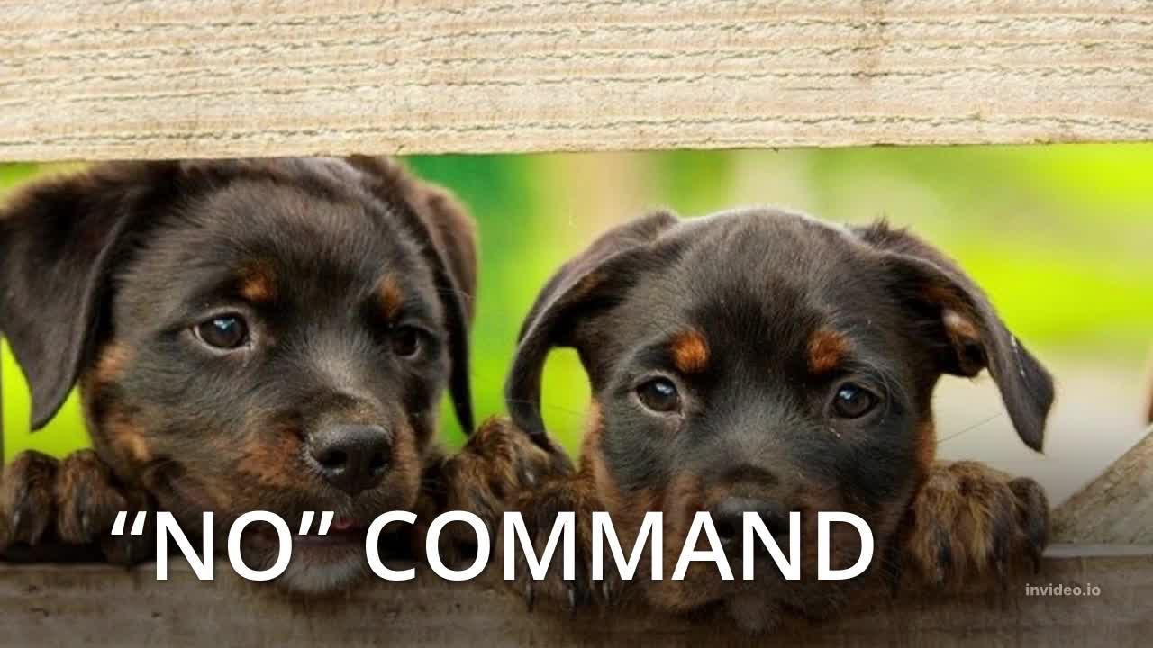 10 Dog Training Commands Your Dog Should Know πͺπππΆπ©πβπ¦Ί
