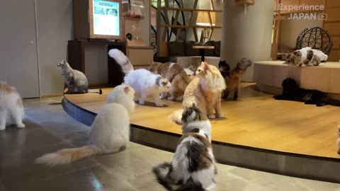 Unbelievably beautiful!! The largest cat cafe in Shinjuku, Tokyo 🐈💞 CAT CAFE MOCHA