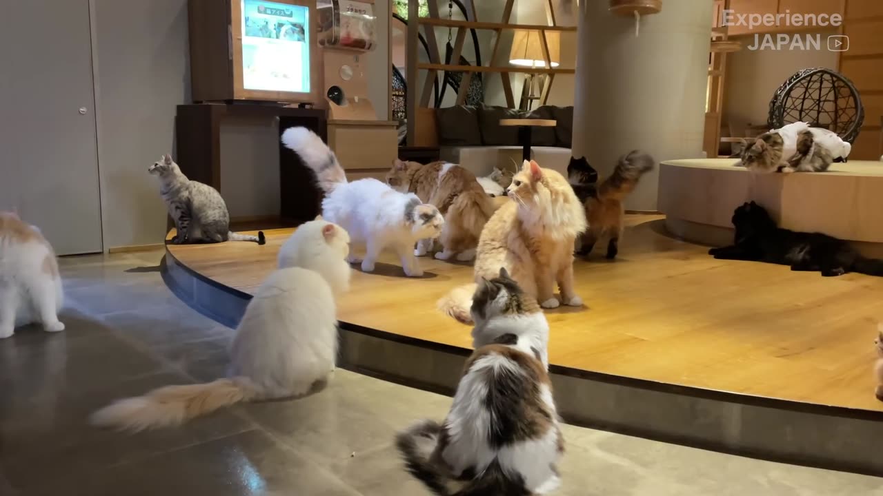 Unbelievably beautiful!! The largest cat cafe in Shinjuku, Tokyo 🐈💞 CAT CAFE MOCHA