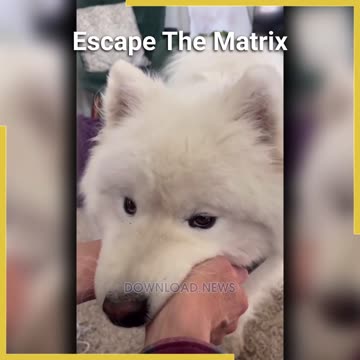 Dog Helps Owner Escape The Matrix