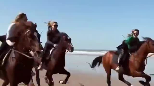 The horse
