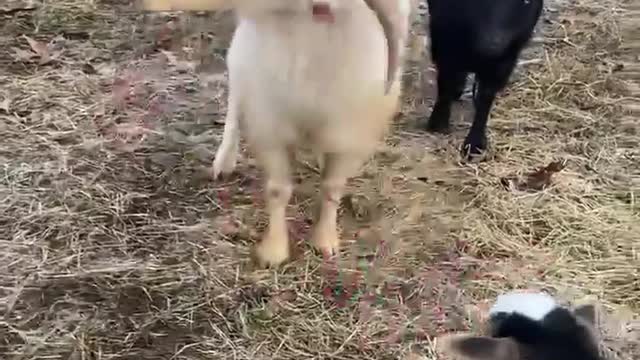 Goats Play With an Elf on the Shelf Toy