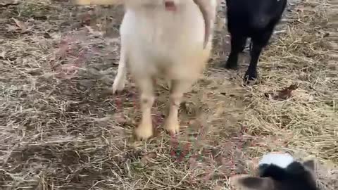 Goats Play With an Elf on the Shelf Toy