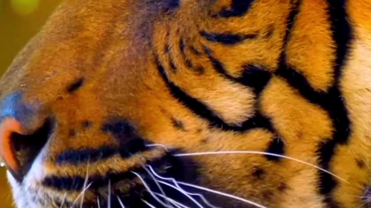 TIGER 4K CINEMATIC VIDEO WITH RELAXING MUSIC _4k _cinematicvideo