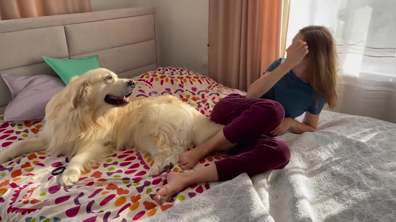 Golden Retriever demands attention from his human Mom