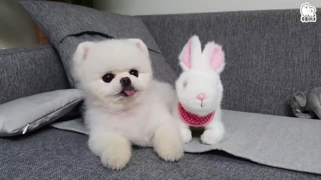 dog and rabbit on sofa