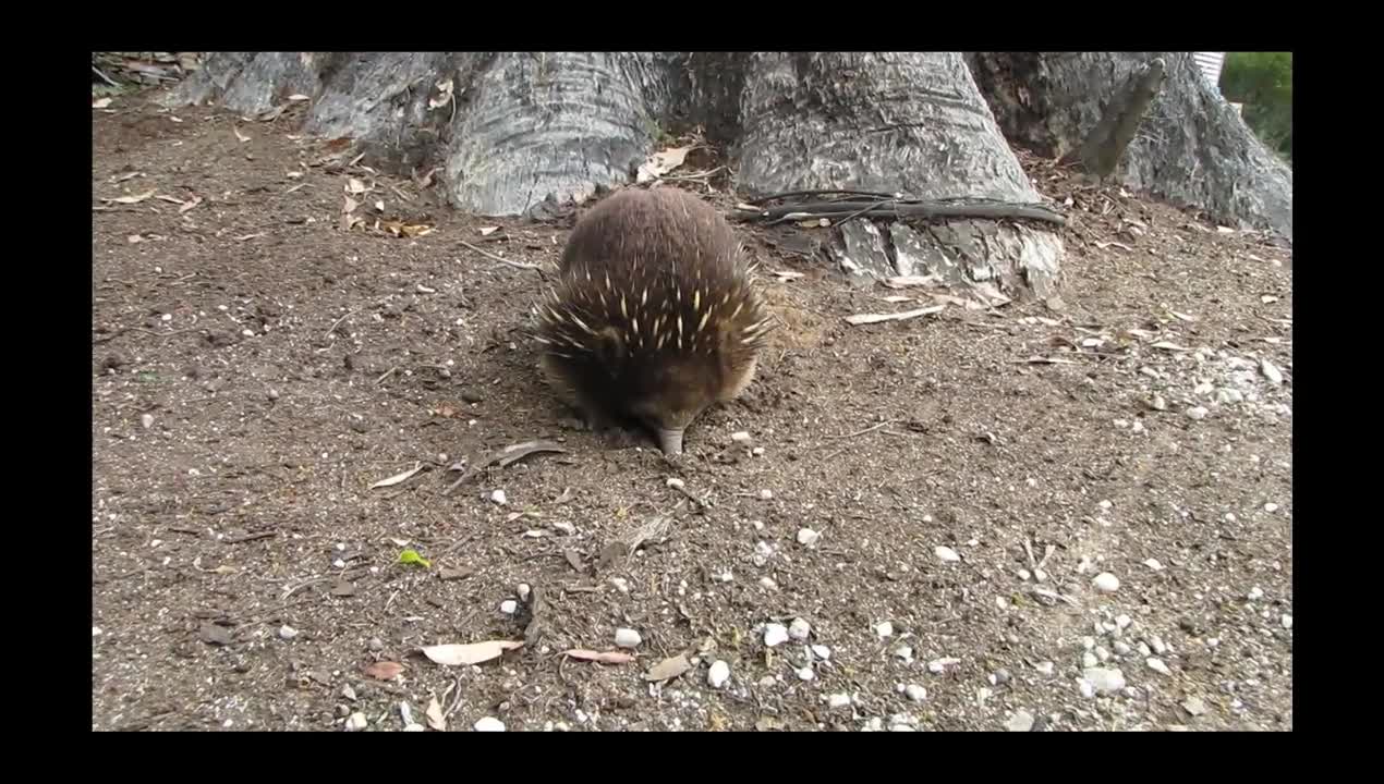 Friendliest Echidna