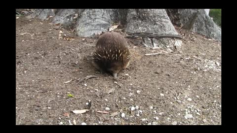 Friendliest Echidna