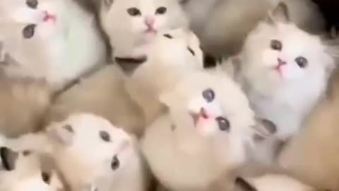 Many cute cats