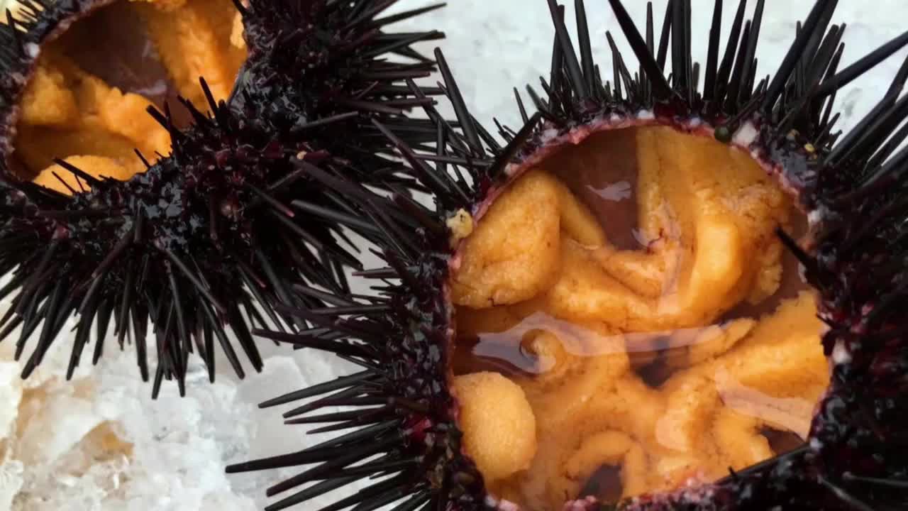 Sea Urchin in half moon bay CA