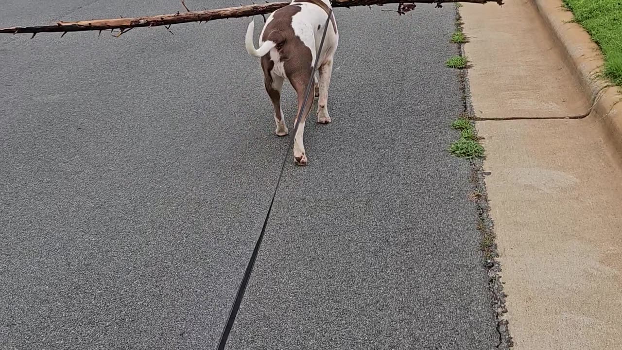 Dog Carries Big Stick on Walk