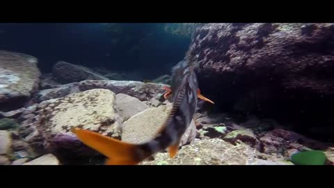 animals in sea water