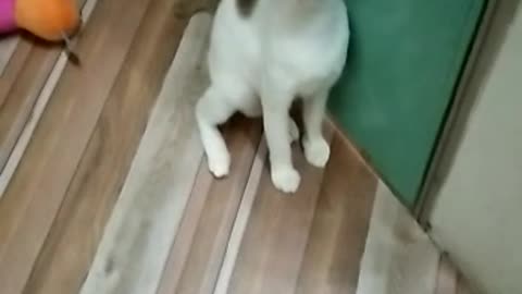 Cat force the girl to go out