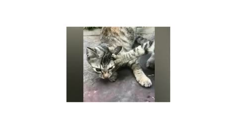 Cats trying to eat #shorts #funny #cats #funnycats