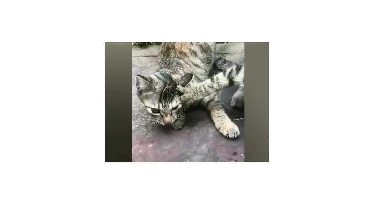 Cats trying to eat #shorts #funny #cats #funnycats