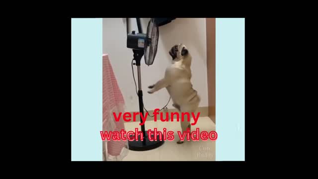 funny dogs video