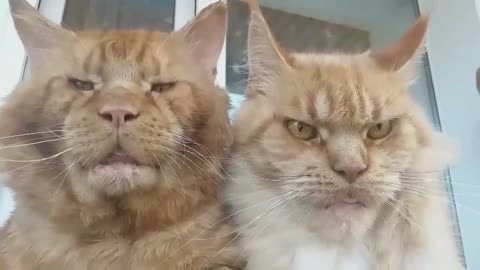 Grump Cat Couple Hang Tongues Out