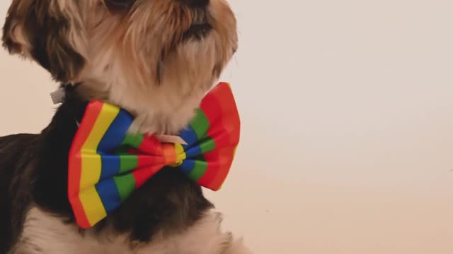 A Dog with a Rainbow Bow Tie is Observing the Surroundings While Laying Down