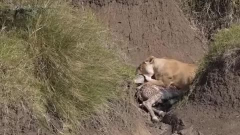 The attack of lions on Giraffe amazing wildlife video