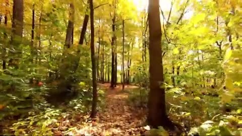 Relaxing Music | Sleeping, Meditation, Stress Relief | [1630] ⭐️