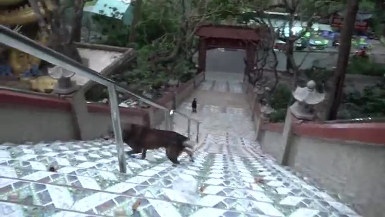 Dog funny video
