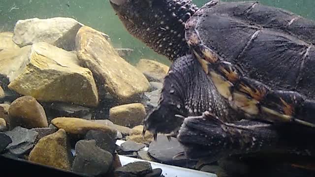 Snapping turtle