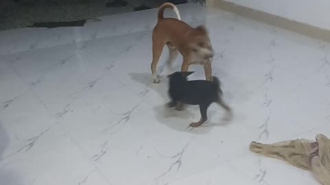 Doggy playing time