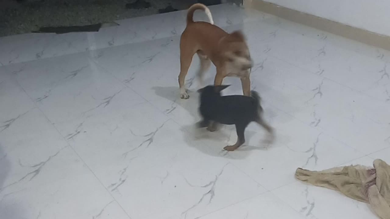 Doggy playing time