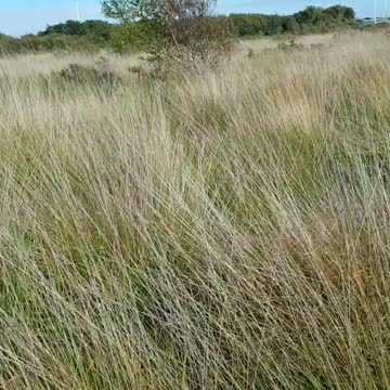 Looking for an.ironage fort. Coastal 12th oct 2022