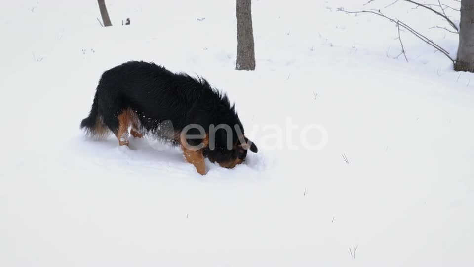 Cute dog playing in Snow