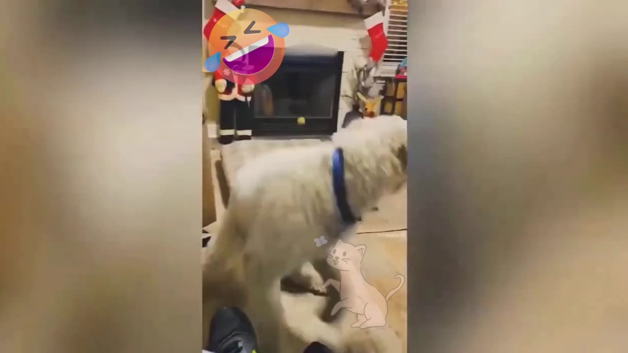 Hilarious Shenanigans of Dogs and Cats: A Laughter-Packed Compilation