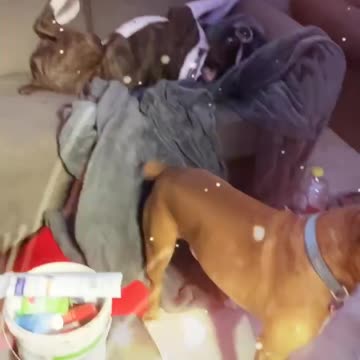 Boxers being boxers 2