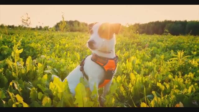 Dog Stock Footage Pet Animal Free HD Videos