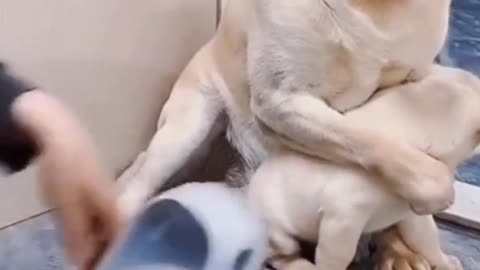 Dog saving her baby 😳