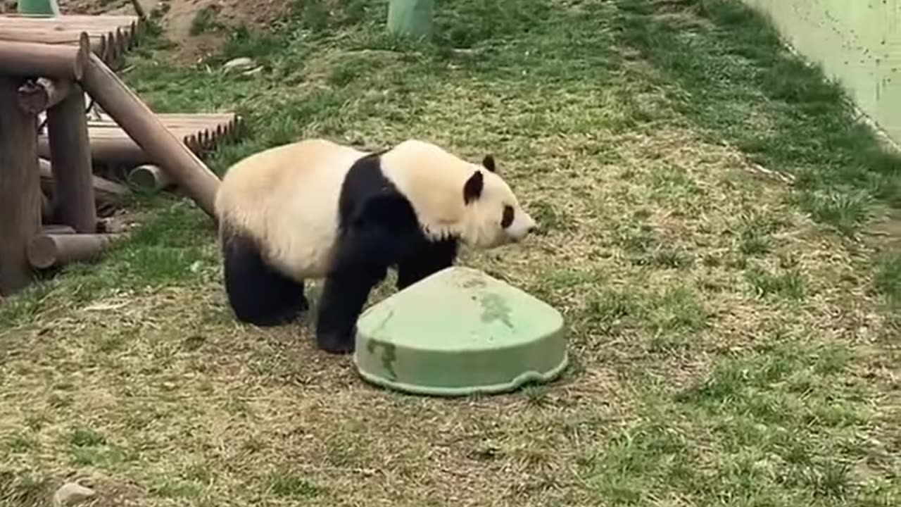 Panda Hide & Seek