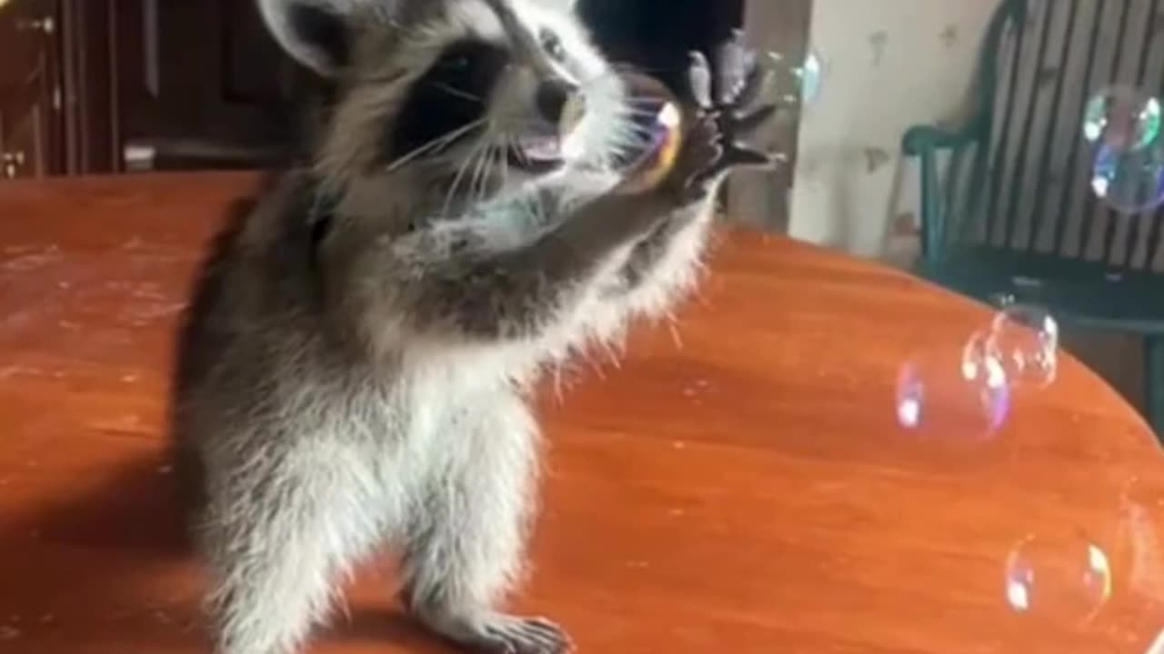 Baby Raccoon Plays with Bubbles—A Moment of Pure Joy! 🦝✨