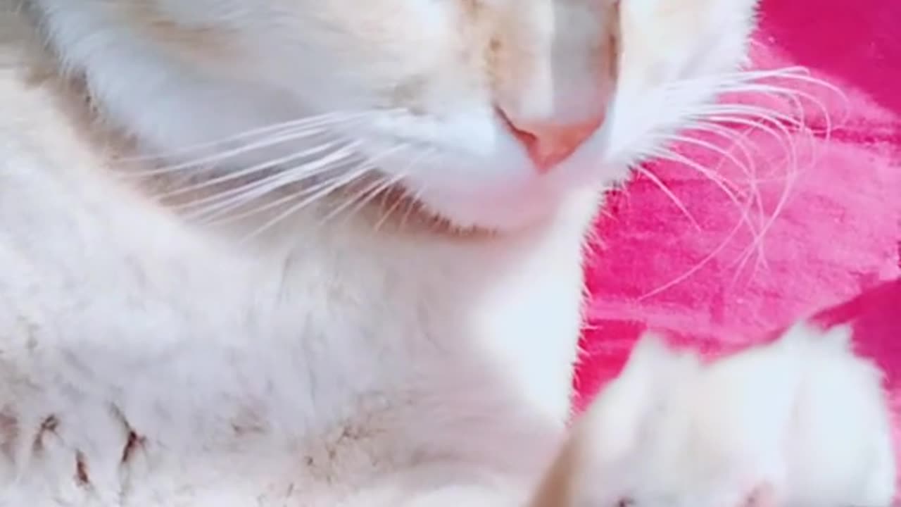 cute cat