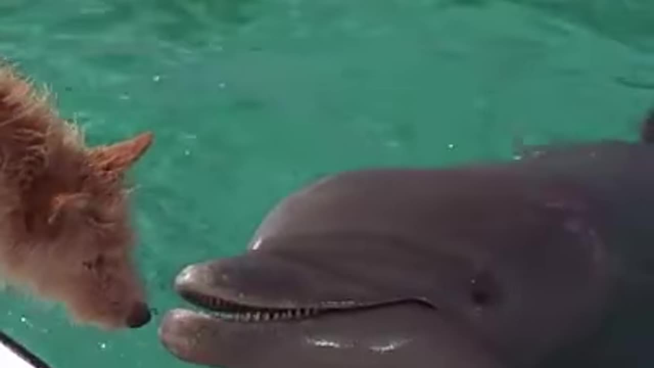 A story of friendship between a dog and a dolphin!