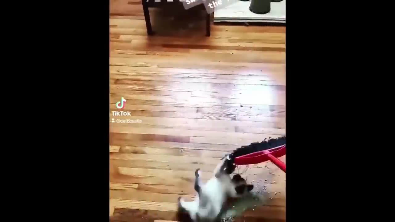 FUNNY CATS DOING FUNNY THINGS 😁😁 IN 2023